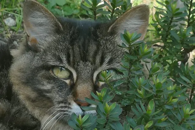 Tabby cat exploring greenery outdoors