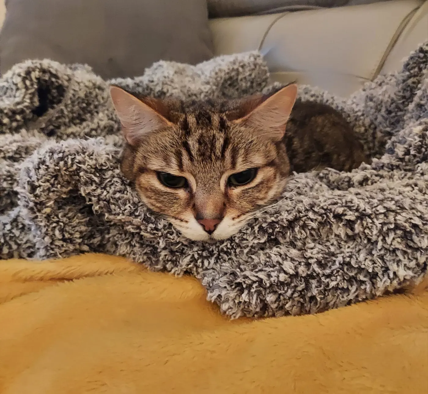 Tabby cat curled up on a soft blanket