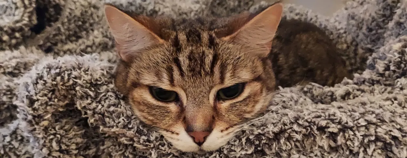 Sleepy tabby cat stretched out and relaxing